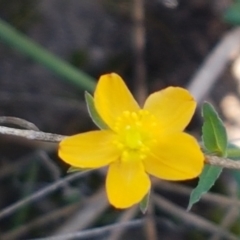 Hypericum gramineum (Small St Johns Wort) at Pomaderris Nature Reserve - 12 Apr 2021 by tpreston