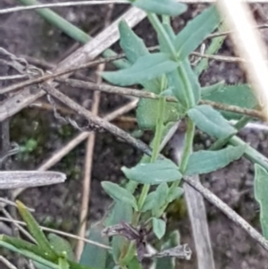 Hypericum gramineum at Gundary, NSW - 12 Apr 2021 10:09 AM