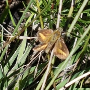 Taractrocera papyria at Gundary, NSW - 12 Apr 2021