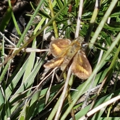 Taractrocera papyria (White-banded Grass-dart) at Gundary, NSW - 12 Apr 2021 by tpreston