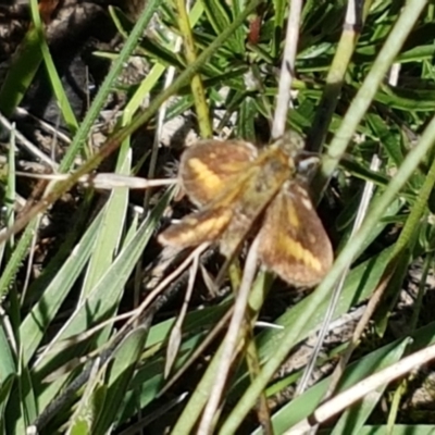 Taractrocera papyria (White-banded Grass-dart) at Pomaderris Nature Reserve - 12 Apr 2021 by tpreston