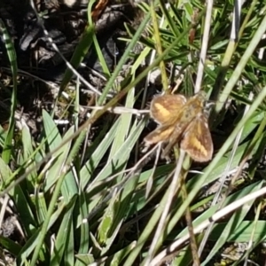 Taractrocera papyria at Gundary, NSW - 12 Apr 2021