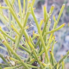 Omphacomeria acerba (Leafless Sour-bush) at Pomaderris Nature Reserve - 12 Apr 2021 by tpreston