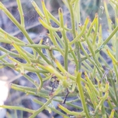 Omphacomeria acerba at Gundary, NSW - 12 Apr 2021