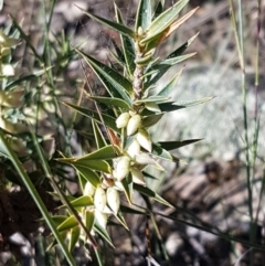 Melichrus urceolatus (Urn Heath) at Pomaderris Nature Reserve - 12 Apr 2021 by tpreston