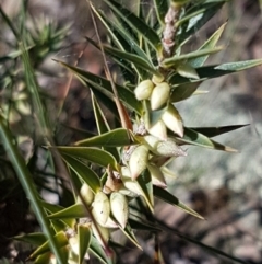 Melichrus urceolatus at Gundary, NSW - 12 Apr 2021