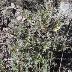 Melichrus urceolatus at Gundary, NSW - 12 Apr 2021