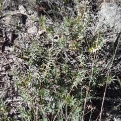 Melichrus urceolatus at Gundary, NSW - 12 Apr 2021 10:05 AM