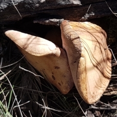 zz bolete at Pomaderris Nature Reserve - 12 Apr 2021 by tpreston