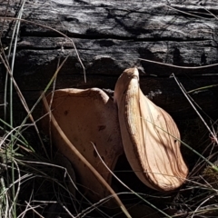 zz bolete at Gundary, NSW - 12 Apr 2021 10:02 AM