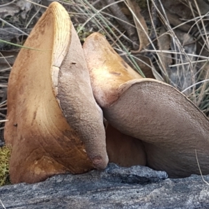 zz bolete at Gundary, NSW - 12 Apr 2021 10:02 AM