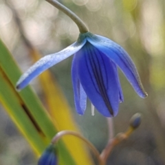 Dianella revoluta var. revoluta (Black-Anther Flax Lily) at Pomaderris Nature Reserve - 11 Apr 2021 by tpreston