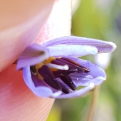 Dianella revoluta var. revoluta at Gundary, NSW - 12 Apr 2021 09:59 AM