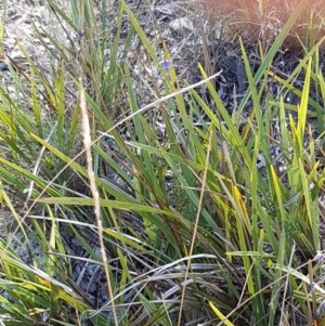 Dianella revoluta var. revoluta at Gundary, NSW - 12 Apr 2021 09:59 AM