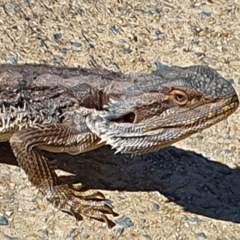 Pogona barbata (Eastern Bearded Dragon) at Greenway, ACT - 12 Apr 2021 by ChrisHolder