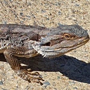 Pogona barbata at Greenway, ACT - 12 Apr 2021