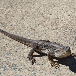 Pogona barbata at Greenway, ACT - 12 Apr 2021