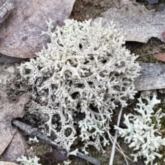 Cladia corallaizon at Gundary, NSW - 12 Apr 2021 by trevorpreston