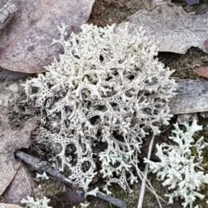 Cladia corallaizon at Gundary, NSW - 12 Apr 2021