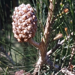 Allocasuarina littoralis at Gundary, NSW - 12 Apr 2021