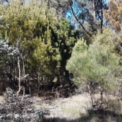 Allocasuarina littoralis at Gundary, NSW - 12 Apr 2021 09:57 AM