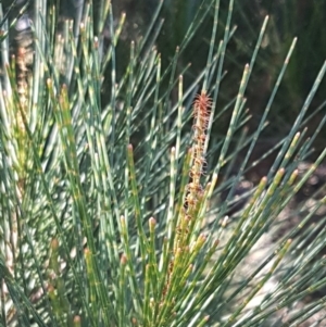 Allocasuarina littoralis at Gundary, NSW - 12 Apr 2021