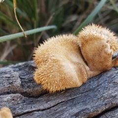 Lentinus fasciatus (Hairy Trumpet) at Gundary, NSW - 12 Apr 2021 by trevorpreston