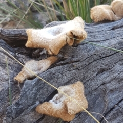 Lentinus fasciatus at Gundary, NSW - 12 Apr 2021