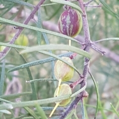 Persoonia linearis (Narrow-leaved Geebung) at Gundary, NSW - 11 Apr 2021 by tpreston