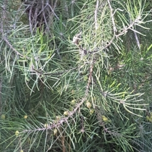 Persoonia linearis at Gundary, NSW - 12 Apr 2021 09:52 AM