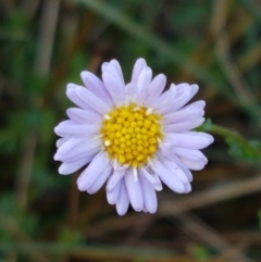 Calotis cuneifolia (Purple Burr-daisy) at Pomaderris Nature Reserve - 11 Apr 2021 by tpreston