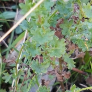 Calotis cuneifolia at Gundary, NSW - 12 Apr 2021