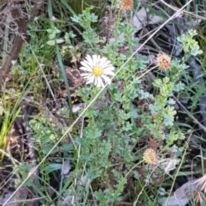 Calotis cuneifolia at Gundary, NSW - 12 Apr 2021 09:51 AM