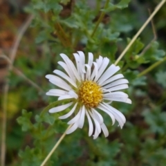 Calotis cuneifolia at Gundary, NSW - 12 Apr 2021