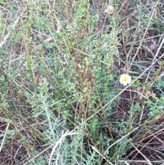 Calotis cuneifolia at Gundary, NSW - 12 Apr 2021