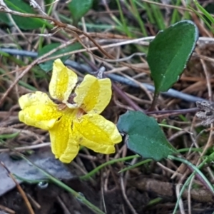 Goodenia hederacea subsp. hederacea at Gundary, NSW - 12 Apr 2021 09:50 AM