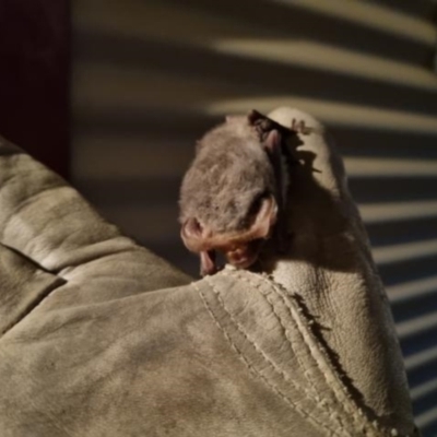 Nyctophilus sp. (genus) (A long-eared bat) at Yass River, NSW - 12 Apr 2021 by 120Acres