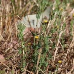 Hypericum gramineum (Small St Johns Wort) at WREN Reserves - 13 Dec 2020 by KylieWaldon