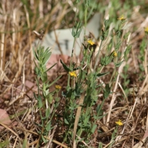 Hypericum gramineum at WREN Reserves - 13 Dec 2020 09:49 AM