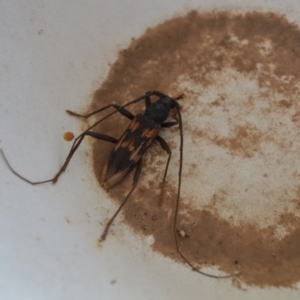 Phoracantha tricuspis at Yass River, NSW - suppressed