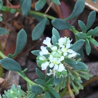 Poranthera microphylla (Small Poranthera) at Majura, ACT - 11 Apr 2021 by JaneR