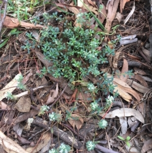 Poranthera microphylla at Majura, ACT - 11 Apr 2021