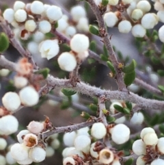 Cryptandra amara (Bitter Cryptandra) at Mount Ainslie - 11 Apr 2021 by JaneR