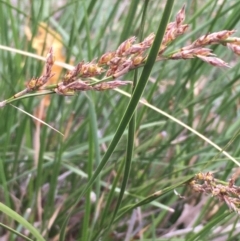 Lepidosperma laterale (Variable Sword Sedge) at Mount Ainslie - 11 Apr 2021 by JaneR