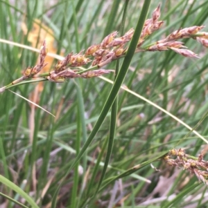 Lepidosperma laterale at Majura, ACT - 11 Apr 2021 02:01 PM