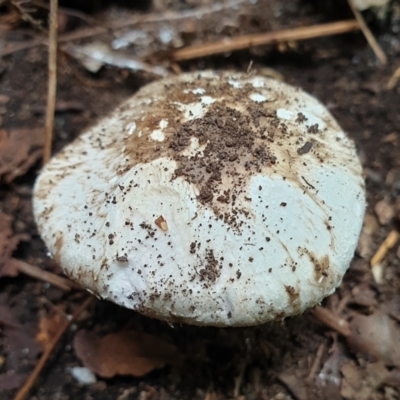 Unidentified Cap on a stem; gills below cap [mushrooms or mushroom-like] at Cook, ACT - 27 Feb 2021 by drakes
