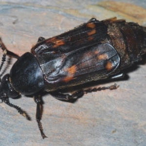 Diamesus osculans at Tianjara, NSW - 13 Apr 2021