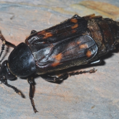 Diamesus osculans (Carrion beetle) at Tianjara, NSW - 12 Apr 2021 by Harrisi