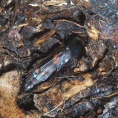 Diamesus osculans at Tianjara, NSW - 13 Apr 2021