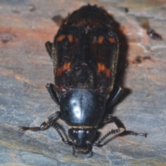 Diamesus osculans at Tianjara, NSW - 13 Apr 2021